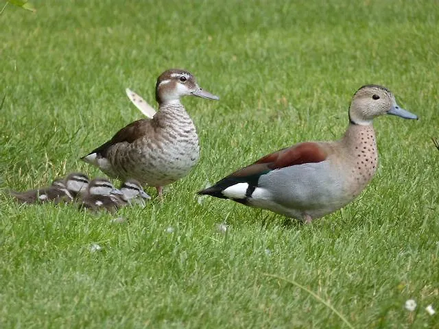 Le Bocard * Thonnance-lès-Joinville